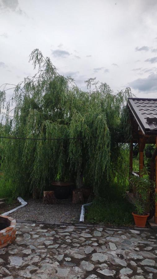 Pensiunea Codruta Cărpinişu Exteriör bild