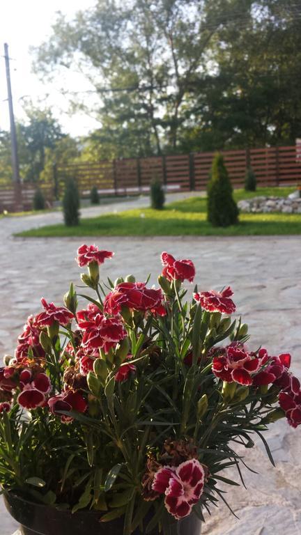 Pensiunea Codruta Cărpinişu Exteriör bild